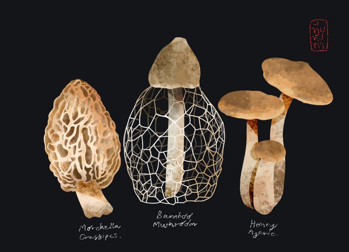 Morchella, bamboo mushroom, honey agaric